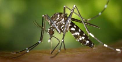 Kako se rešiti komaraca